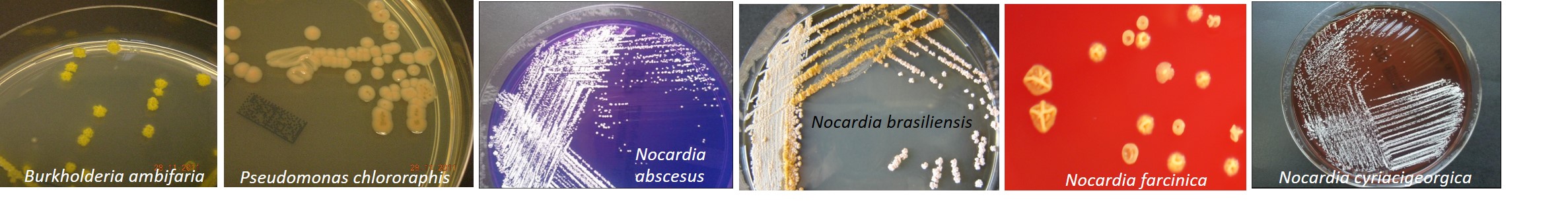 Souches_diverses Souches_diverses