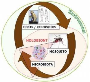 Fig1Resized_Holobiont_Eq7