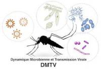 logo DMTV